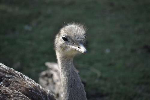 height Ostrich
