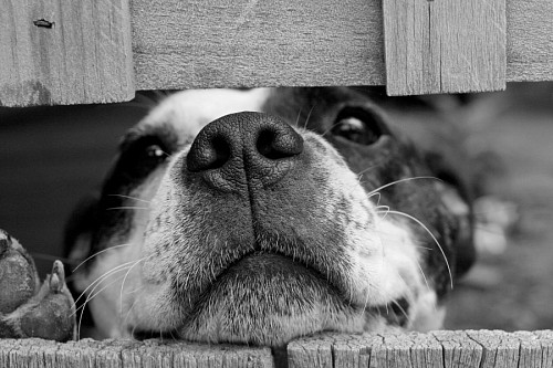 Tender puppy peeking its snout between the wooden fences