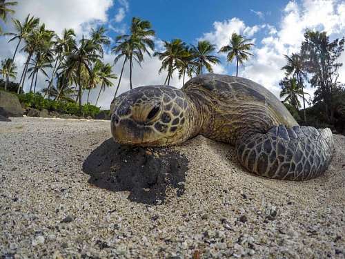 Marine turtle