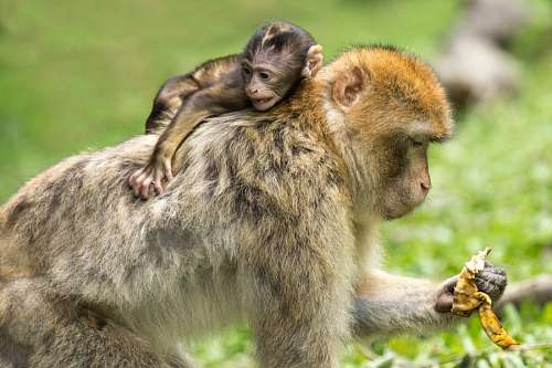 monkey-thinking Monkey