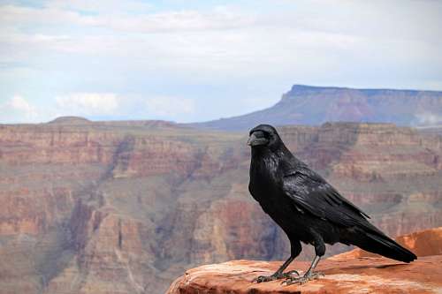 pagan Crow