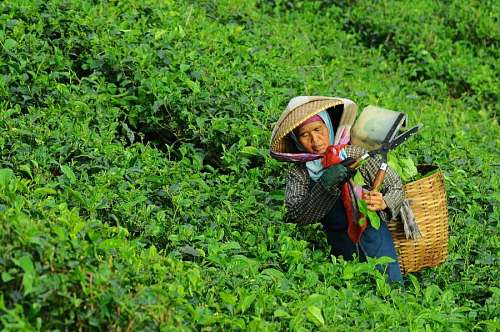 plantation-worker farmer harvesting tea
