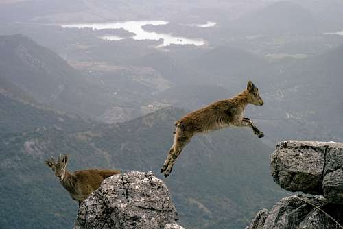 Mountain Goat