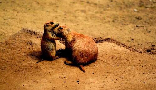 praying Prairie Dogs