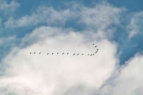 flock-gulls Flock of birds