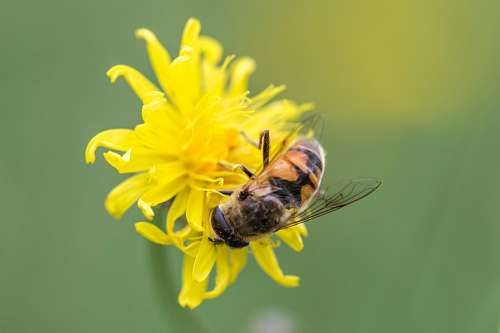 Bee