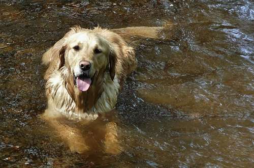 Golden Retriever at the river