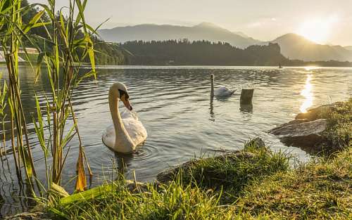 Swan