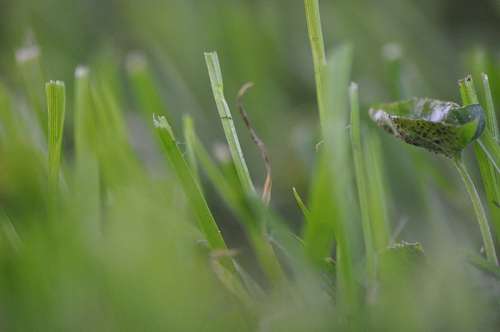 Grass, Green, Texture, Textures 