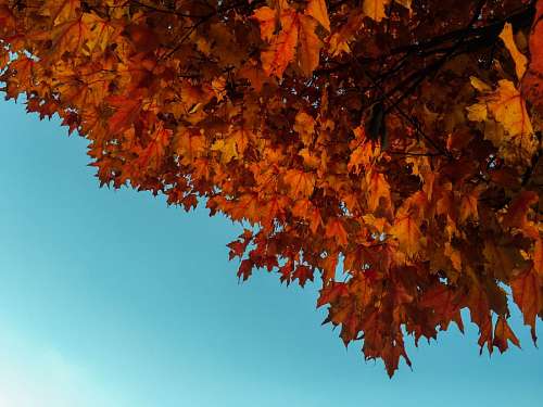 burden autumn leaf blue sky