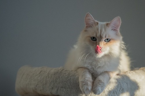  Beautiful cat licking
