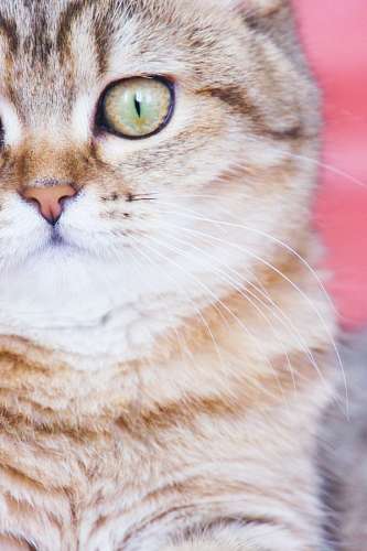 cat baby wallpaper