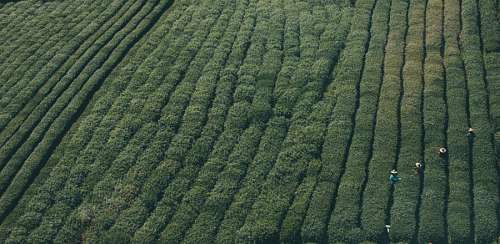 Farming