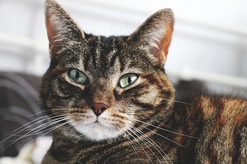 pussycat  Feline green eyes