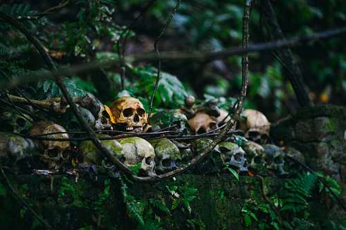 Craneos apilados en halloween