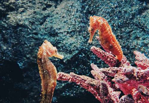 Seahorses in the ocean