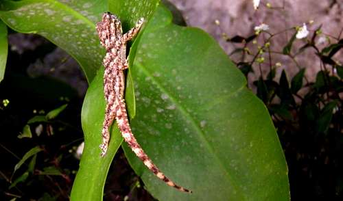 lizard Lizard Leaf Green 