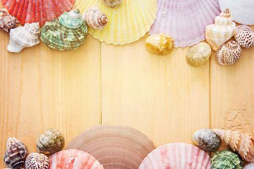 seashell Assorted-color Seashells