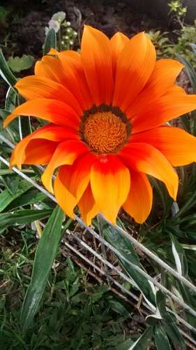 Flower, Flowers, Nature, Spring, Garden 