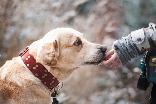 loving-couple  Faithful pet smelling the hand of his master