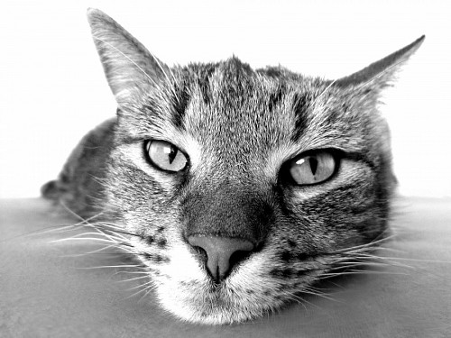 Feline look relaxed in black and white