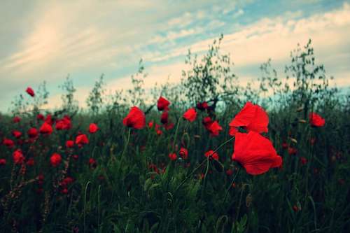 Flowers