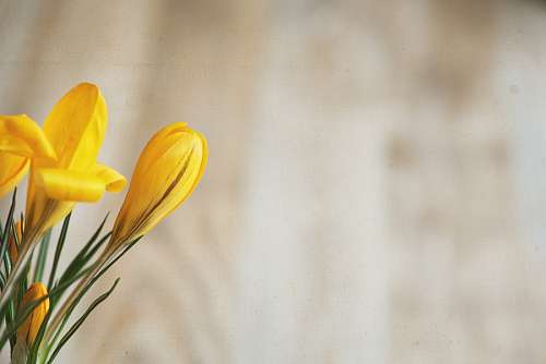 tulip-field 