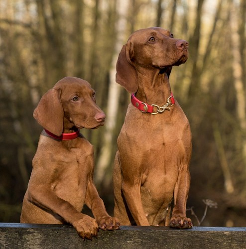  Brown weimaraner puppies