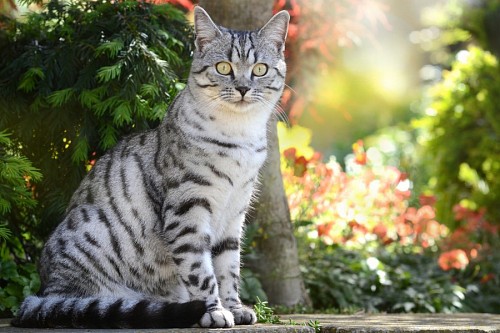 Gray tabby cat with vibrant look in the garden