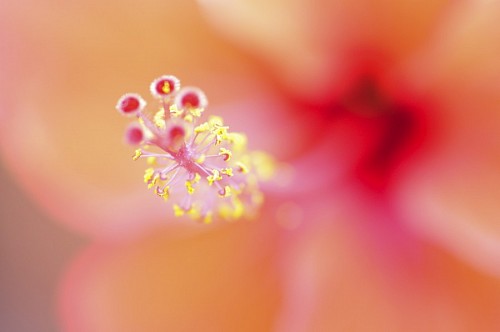 Close-up of macro flower pistil