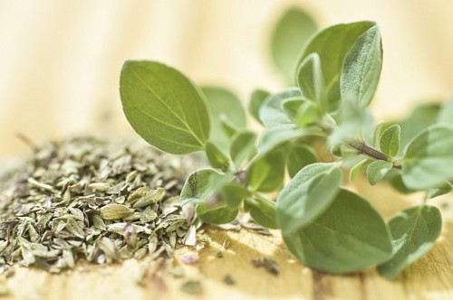 Fresh and Dry Oregano