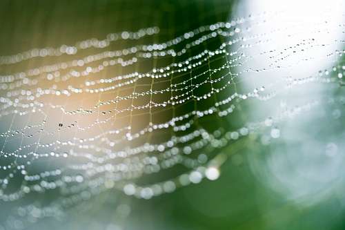 tissue Spider Web