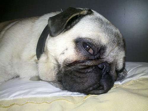 pug Pug, Pucho, Dog, Dogs, One Animal, sleep, sleeping