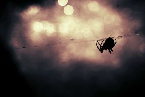 Spider
