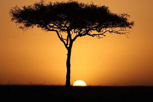 savanna  Acacia tree at sunset in the African savanna