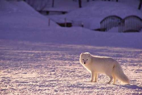 predator-gaze Arctic white fox