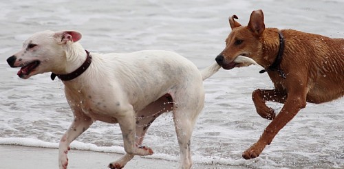 Naughty dogs playing and taking their tails