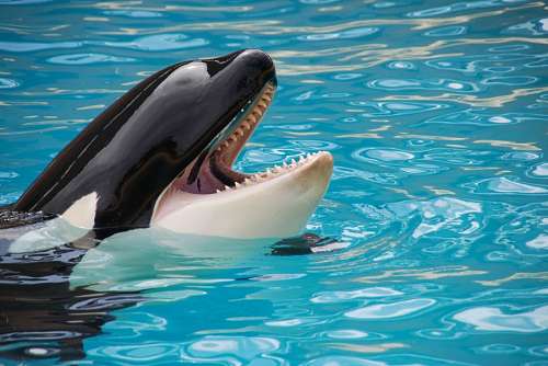i-85 Orca