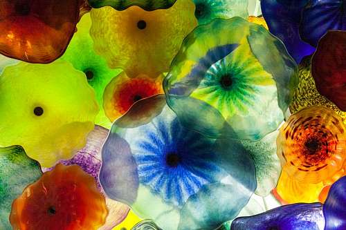 jellyfish, jellyfish, color, colors, invertebrate,