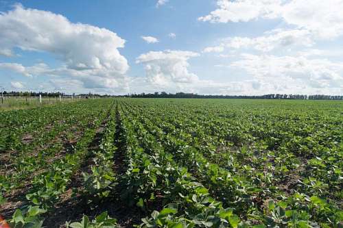 plantation-worker soybean field 