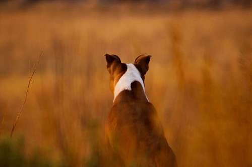 Duck hunting dog in the field