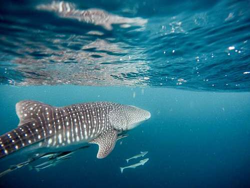 shark whale shark