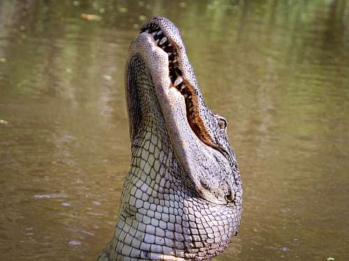 endangered cocodrilo