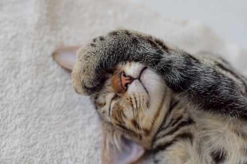Sweet kitten resting with her duck on her face