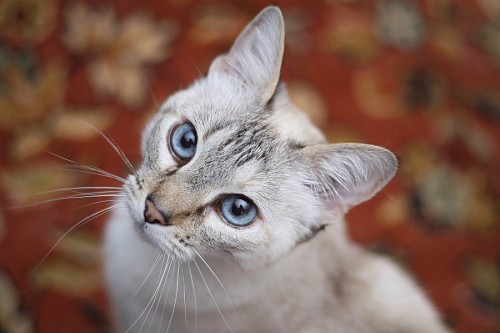  Beautiful kitten with bokeh effect