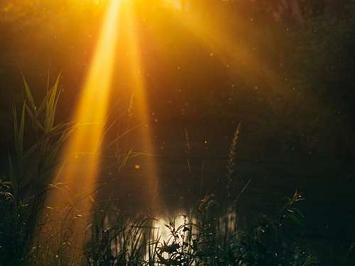 sunbeam Sunbeam