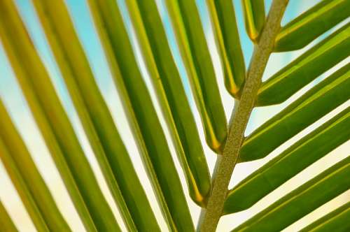 Leaf