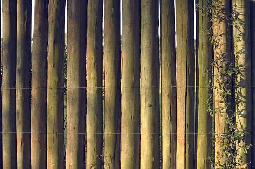 bamboo bamboo texture