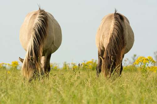 Horses