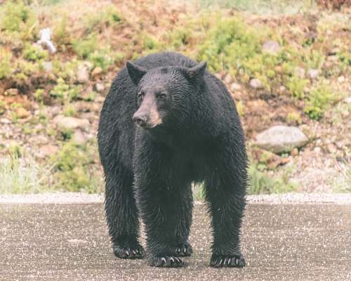 Black bear